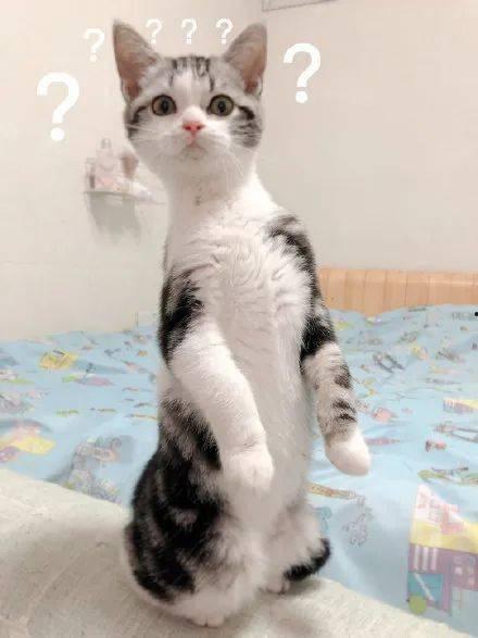 猫咪可以吃意大利瓜,揭秘意大利瓜的神奇魅力