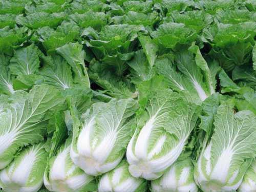 小瓜白菜怎么吃,小瓜白菜的多样美味吃法探索