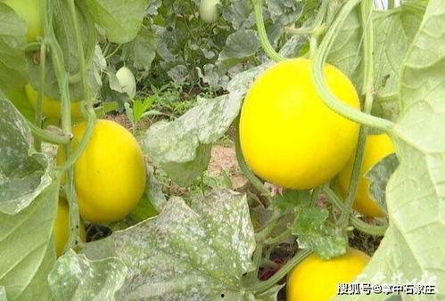 泰州吃瓜好去处,探寻城市里的清凉好去处