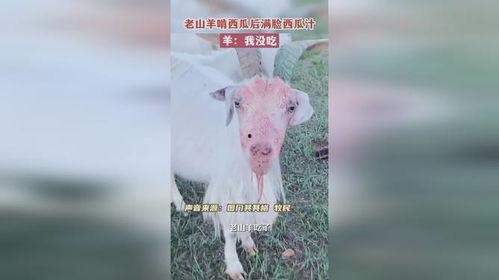 羊吃瓜行吗,田园生活中的趣味瞬间