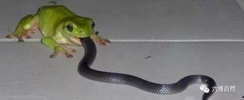 小白蛇吃瓜,小白蛇的瓜田奇遇记