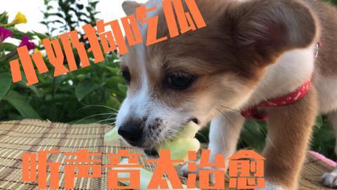 全是狗吃瓜,揭秘狗狗们的八卦世界