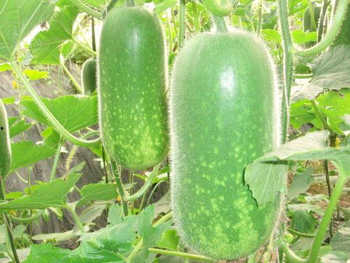 真人吃瓜图片 图文大全,图解娱乐圈八卦风云