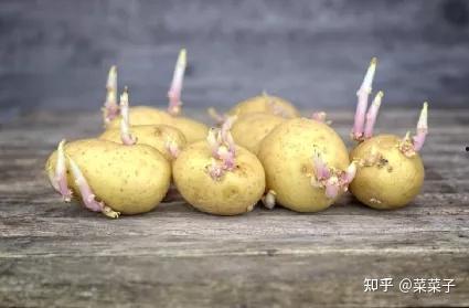 吃土豆长大的瓜,探寻农耕文化的绿色传承