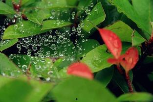 小暑吃瓜谚语,探寻传统谚语中的饮食智慧