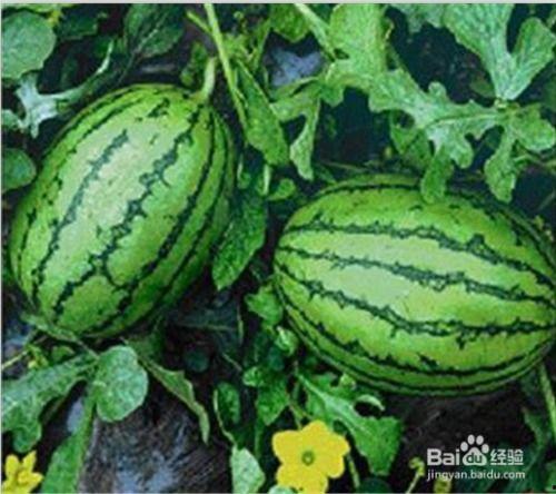 吃瓜是水果吗,它究竟是不是一种水果？