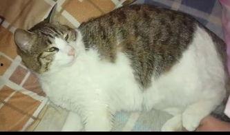 吃瓜猫小说,揭秘娱乐圈背后的秘密与真相