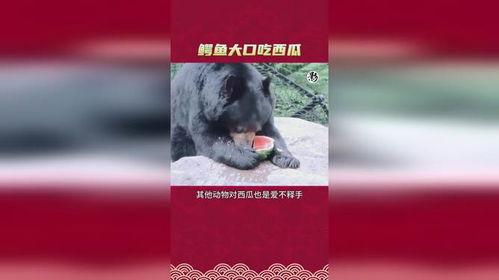 鳄鱼吃大型的瓜,揭秘巨型瓜果的神秘命运
