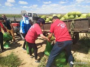 义工吃瓜,揭秘公益背后的趣味与温情