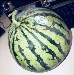 网红内幕吃瓜,一场吃瓜群众的狂欢盛宴