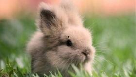 小兔吃瓜画,趣味盎然的夏日时光